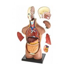 EDU 27 CM İNSAN VÜCUDU EDU 27 CM İNSAN VÜCUDU