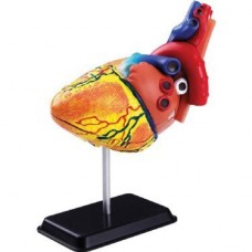 Edu Kalp Modeli