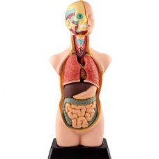 Edu Büyük İnsan Vücudu 50cm Edu Büyük İnsan Vücudu 50cm