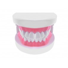 Diş Maketi Diş Maketi