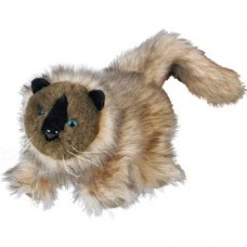 Beleduc Siyam Kedisi Beleduc Siyam Kedisi